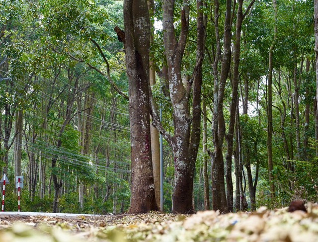 Len lỏi giữa những tán rừng là tiếng chim chóc chuyền cảnh, hót vang. Các cây xanh ở đây được đánh dấu theo thứ tự để quản lý và bảo vệ.