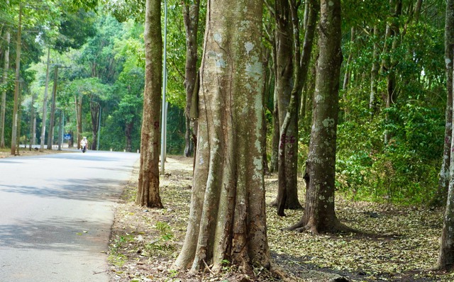 Dọc tuyến đường, dễ dàng bắt gặp các loại cây gỗ quý, thân lớn, thẳng tắp, tán rộng.