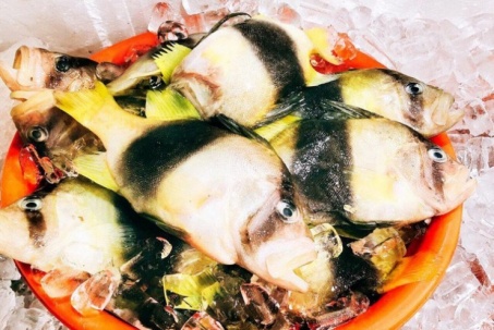 Loại cá lạ ở Việt Nam được ví như "gà nước mặn", trước không ai biết nay thành đặc sản đắt đỏ
