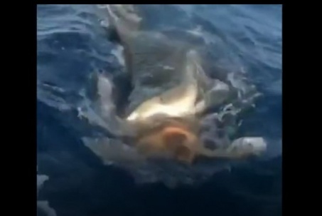 Nghẹt thở với màn "truy sát" giữa cá mập hổ với rùa biển