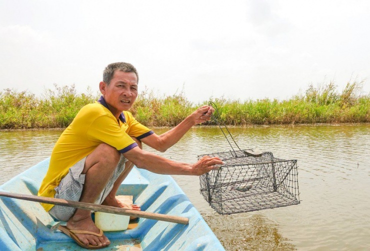 Ông Nhanh tranh thủ đặt rập cua với hy vọng bắt cua còn sót lại trong vuông. Ảnh: MINH TRUNG