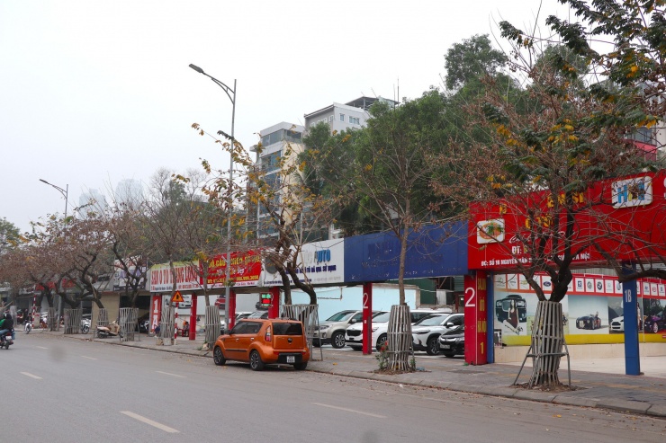 Theo anh Lâm, bảo vệ trông xe trên tuyến đường Nguyễn Văn Huyên, hàng cây sưa này được mặc 