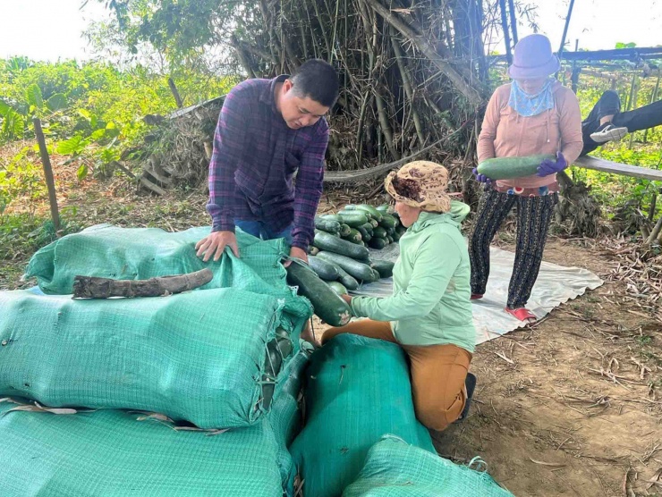 Người mua lựa chọn kỹ từng trái.