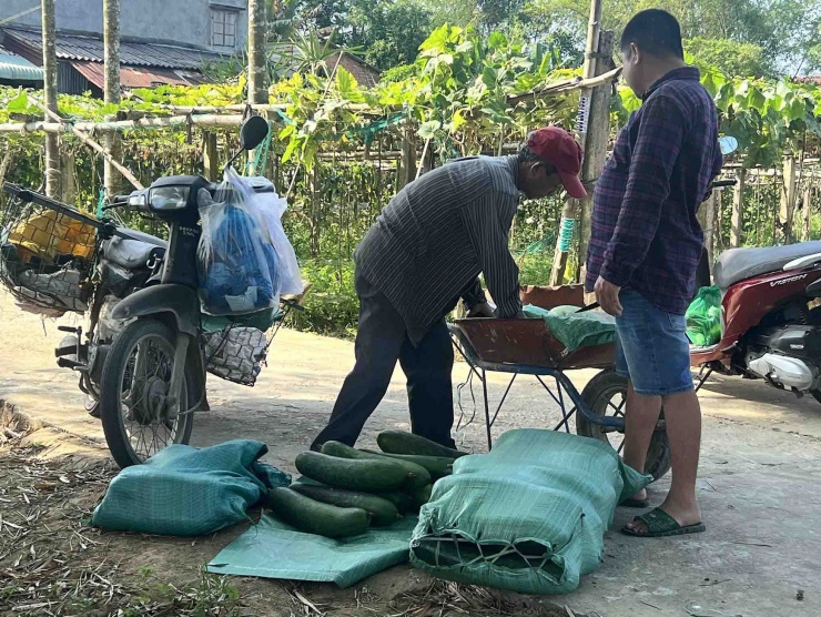 “Các hộ dân ở đây ai cũng thu hoạch bí đao chất cả tấn ở nhà nhưng đâu có ai mua, có người thu mua thì bị chèn ép giá và chọn lựa kĩ từng trái chứ không họ sẽ không chịu mua”, ông Nguyễn Tấn Toản - chủ một của vườn bí đao tại thôn Hà Nhuận - chia sẻ nỗi lòng.