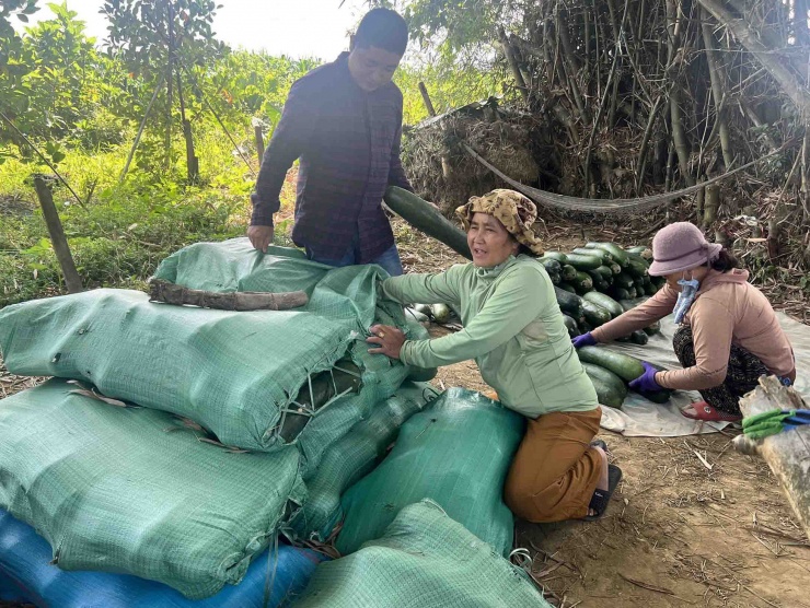 Bà Trần Thị Hiệp - một chủ vườn bí đao tại thôn Hà Nhuận - cho biết: “Thu hoạch thì không ai mua, nếu có người thu mua thì vợ chồng tôi sẽ tự tay thu hoạch. Bởi nếu thuê người sẽ không đủ chi trả phí vì giá bán ra quá thấp, càng thêm lỗ vốn”.