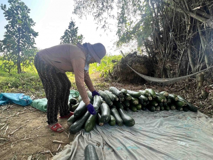 Bí đao thu hoạch chất chồng đầy nhà đến khi chín vàng hư hết thì đem vứt vì không có người mua. Với thời tiết nắng nóng như bây giờ càng khiến người dân thêm nóng ruột, mong đợi được “giải cứu” để lấy lại chút vốn.