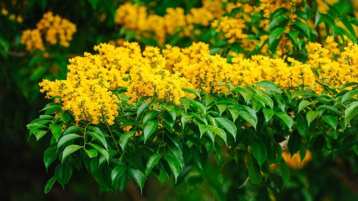 Hoa sưa vàng Quảng Nam màu vàng, thường nở hai đợt vào khoảng tháng 3, tháng 4 hàng năm. Mỗi đợt hoa nở kéo dài từ 7-10 ngày, hai đợt cách nhau khoảng nữa tháng.