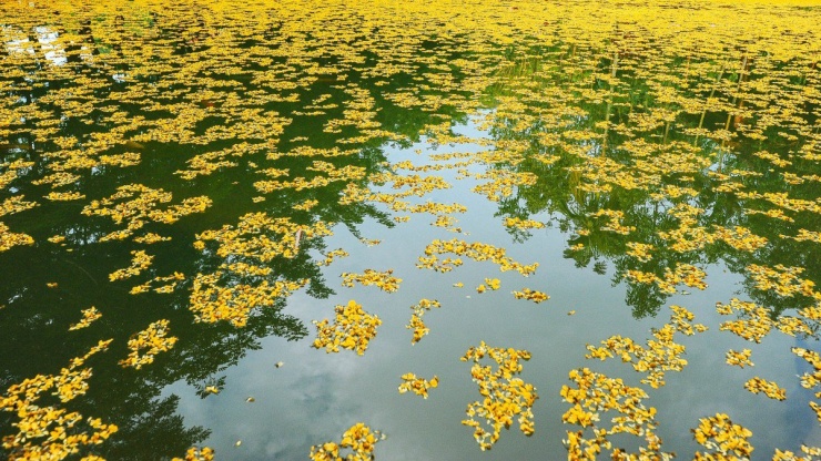 Hoa sưa vàng Quảng Nam màu vàng tươi, nhỏ li ti. Theo những con gió nhẹ, hoa sưa rụng xuống có thể phủ vàng một con đường, trên bề mặt con sông.