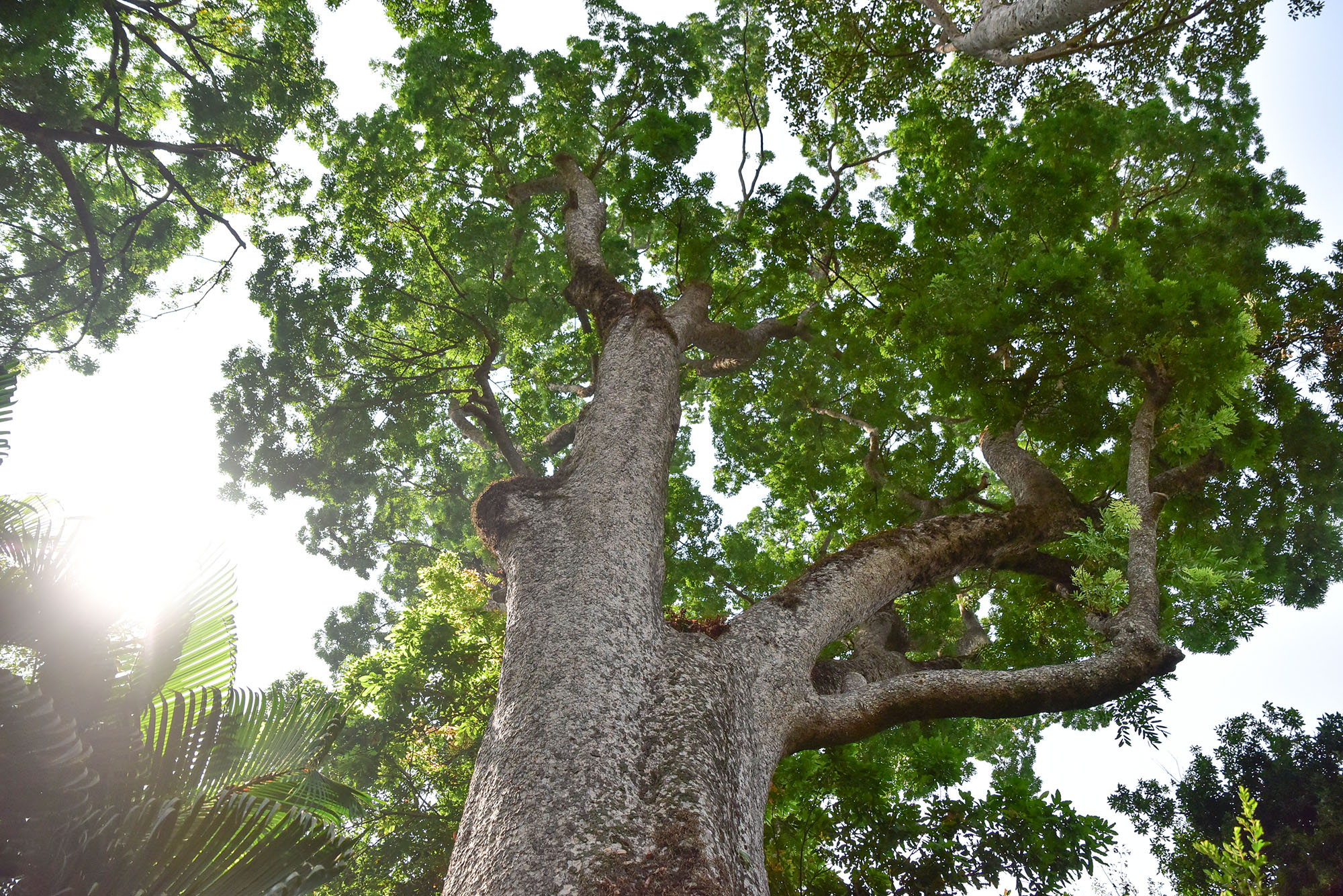 Với chiều cao trên 40m, nhánh toả sum suê, cây sọ khỉ 159 tuổi này được xác định là cây sọ khỉ lớn nhất Việt Nam.