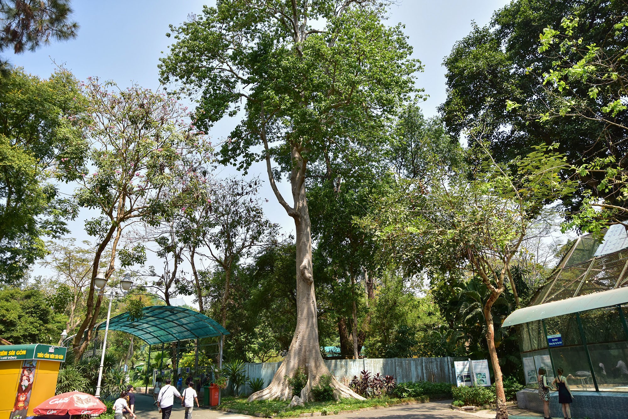 Cách “cụ” sọ khỉ khoảng 50m là “cụ” cây tung – một trong những cây quý hiếm và thuộc hàng lâu đời nhất ở đây, có tuổi đời trên 150 năm. Cây tung duy nhất của sở thú này có đường kính thân 1,2m, cao hơn 20m.