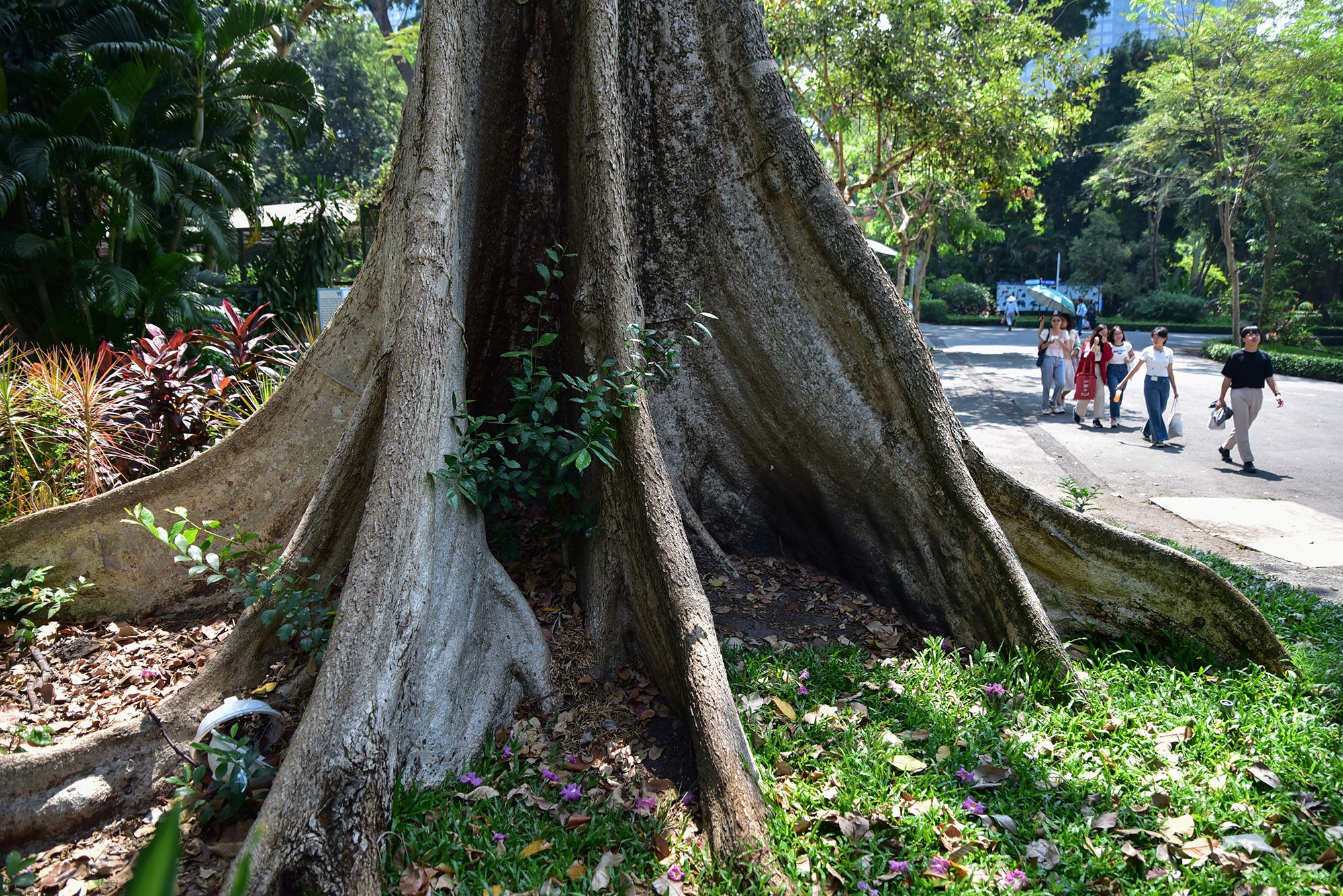 Theo một nhân viên sở thú, cây có bộ rễ bạch đồ sộ rất đẹp nên thường được nhiều du khách ưa thích chụp hình. Loài cây này phân bố nhiều ở Ấn Độ, Mianma, Indonesia, Malaysia… Ở Việt Nam cây có mặt ở các tỉnh miền núi phía Bắc như: Lai Châu;&nbsp;Sơn La;…
