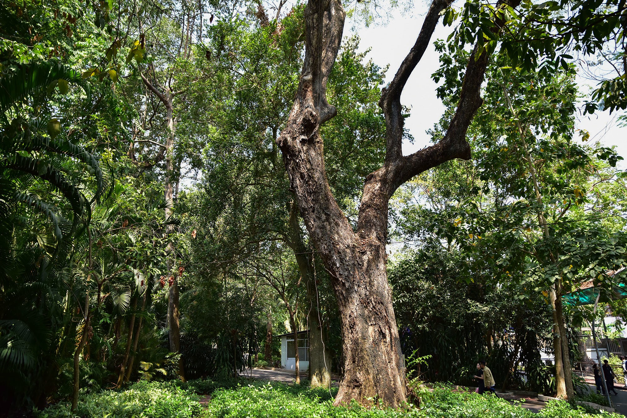 Toạ lạc giữa khu nuôi hà mã và hươu cao cổ là cây giáng hương trên 200 tuổi. “Cụ” cây này có mặt tại đây trước khi thành lập sở thú hơn nửa thế kỷ. Giáng hương là loài gỗ quý, bền, nhựa có màu đỏ như máu, có vân rất đẹp. Đây là loài cây mối mọt không đụng đến nên thường bị khai thác, săn lùng. Loài này được ghi vào Sách đỏ Việt Nam, thuộc dạng nguy cấp.