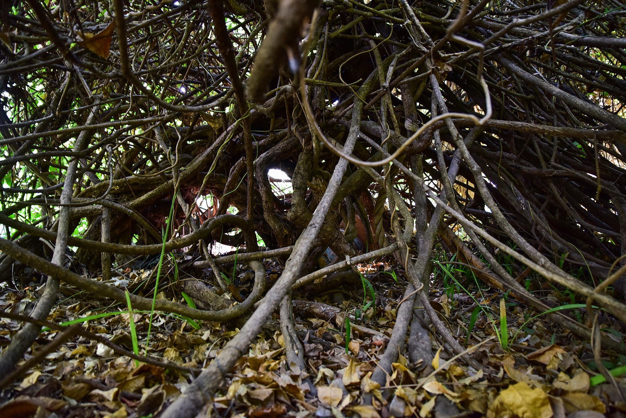 “Cụ” dây gùi này còn lâu năm hơn cả Thảo Cầm Viên, được nhân viên sở thú xem như “cây thần”, chăm sóc cẩn thận, lắp hệ thống giá đỡ cho cây phát triển.