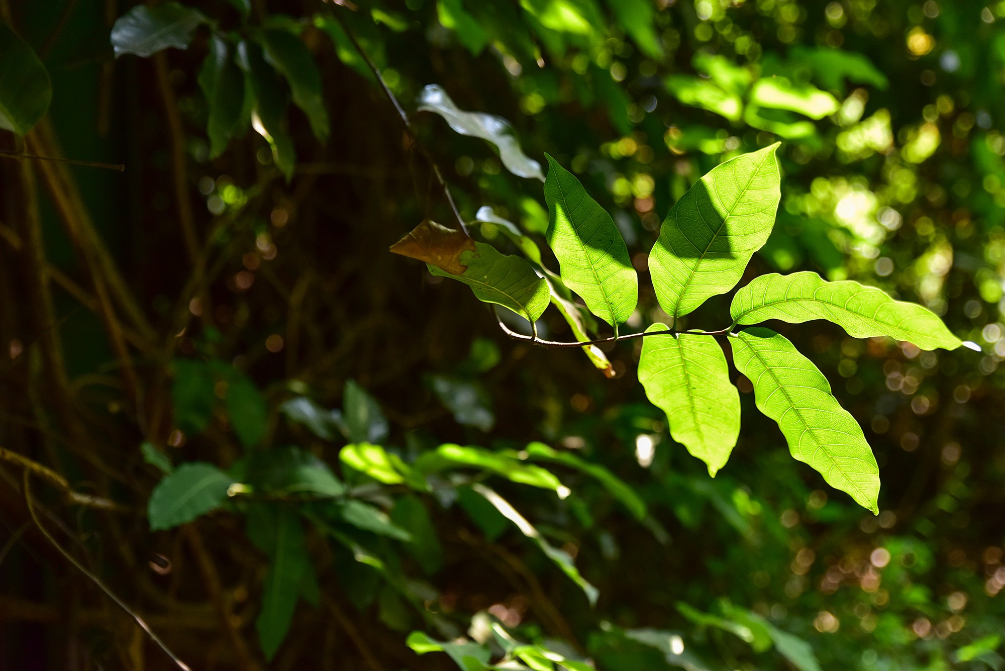 Lá cây phát triển xanh tốt chủ yếu ở phần ngọn vươn ra xa. Theo nhân viên sở thú, trái của cây khi chín có màu vàng nhạt và có vị chua.