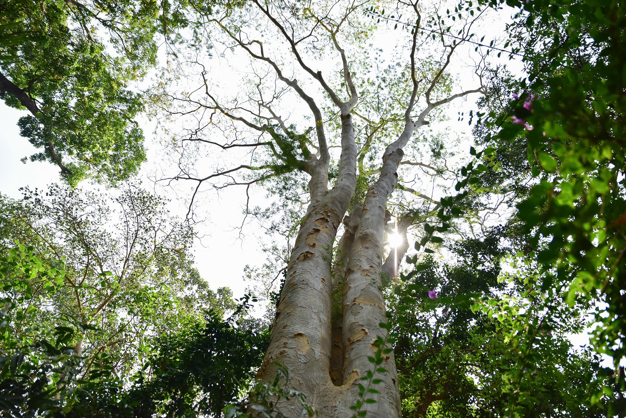 Cạnh vườn thú thiếu nhi là cây sống rắn cao chót vót hơn 20m, được xếp vào hàng cây khổng lồ tại đây. Loài cây này phân bố ở nhiều nước như: Việt Nam; Lào; Campuchia; Ấn Độ; Mianma;…
