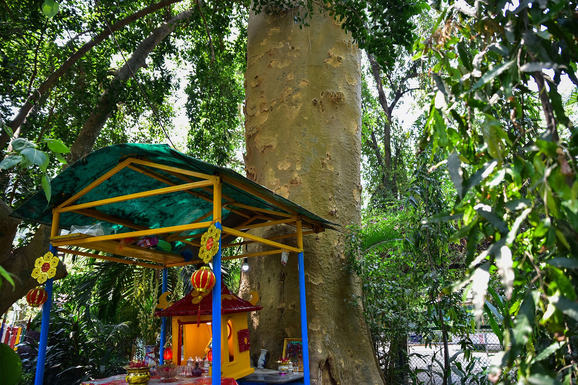 Cây có thân thuôn dài, vươn cao, chu vi thân khoảng 4,5m, bên gốc cây là am thờ nhỏ được hương khói thường xuyên.
