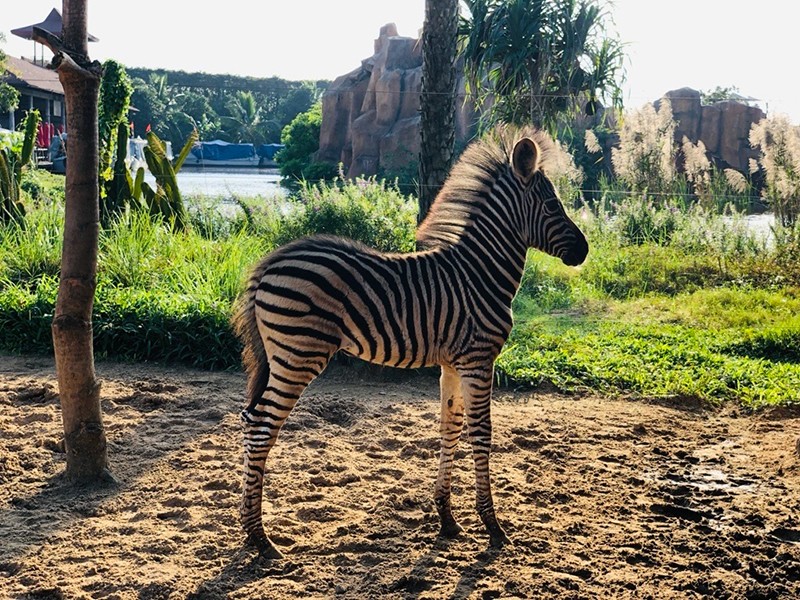 Thầm lặng những “bảo mẫu lênh đênh ngày đêm” cùng động vật hoang dã ở River Safari - 4