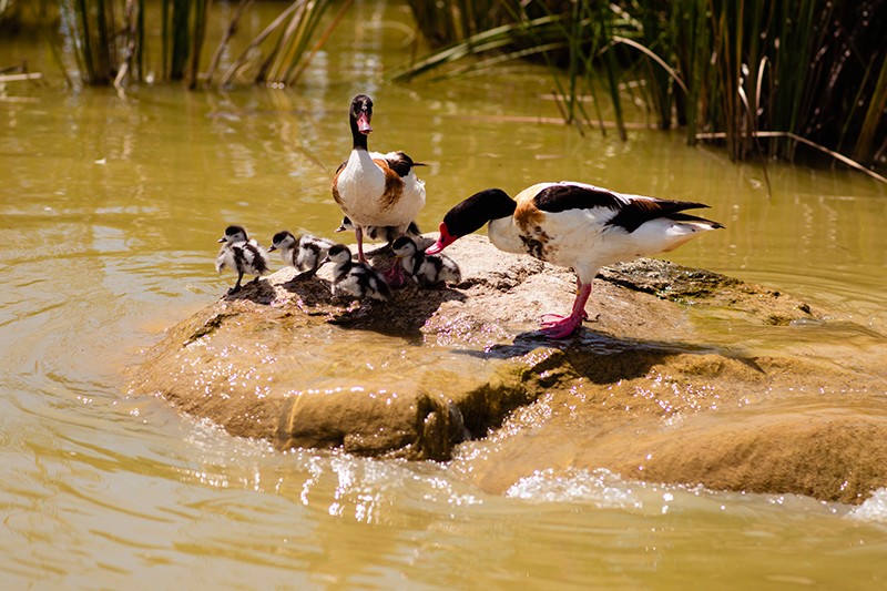 Thầm lặng những “bảo mẫu lênh đênh ngày đêm” cùng động vật hoang dã ở River Safari - 5