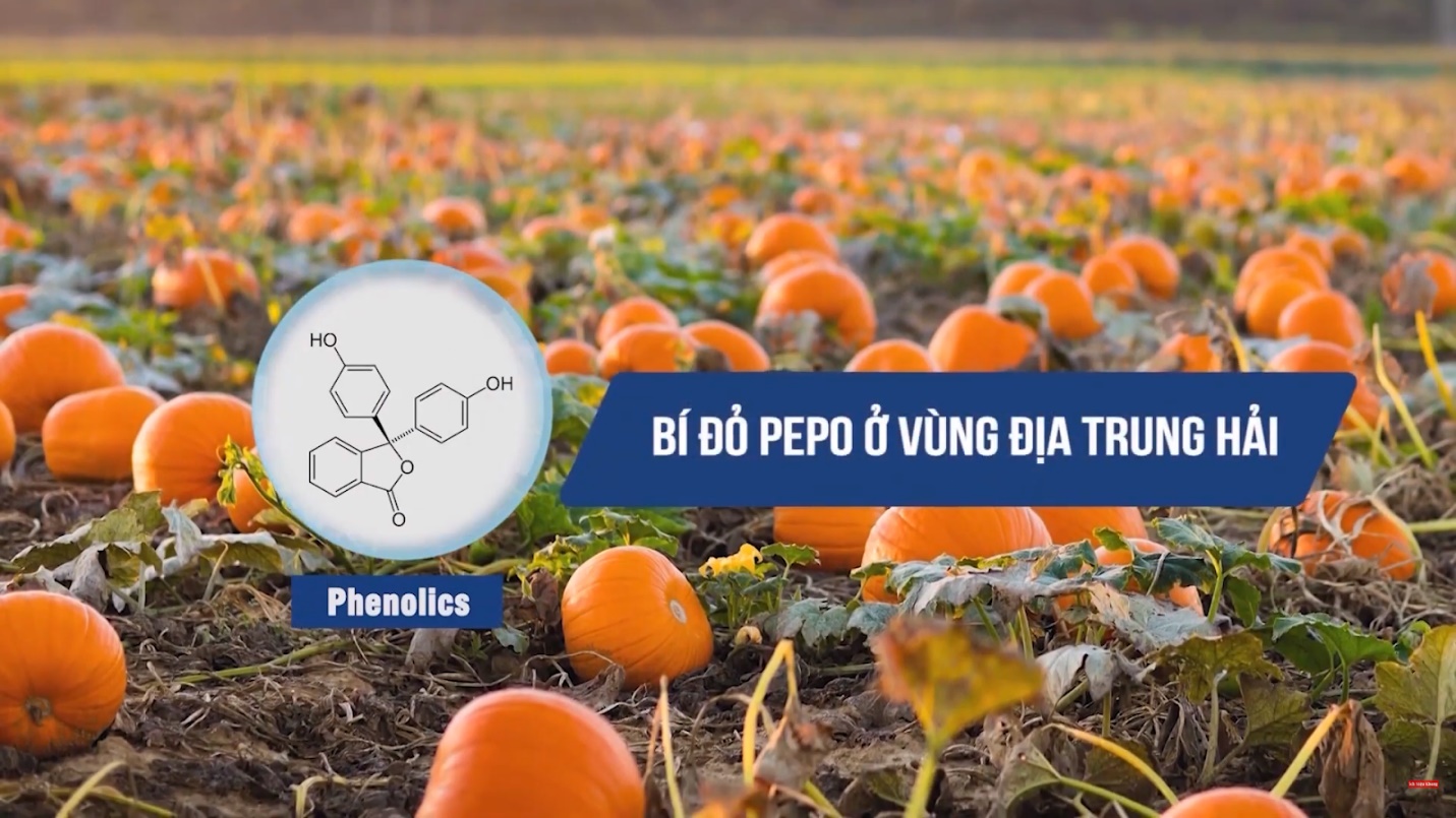 Hạt bí đỏ PEPO từ vùng Địa Trung Hải chứa hàm lượng phenolics cao nhất