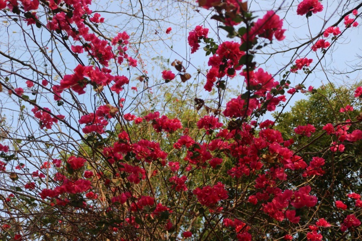 Hoa giấy màu đỏ đậm dưới nắng chiều càng thêm rực rỡ.