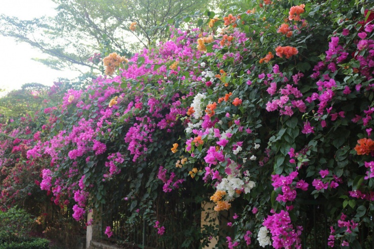 Hoa giấy được trồng chủ yếu trên đường Hàn Thuyên là loại hoa giấy dạng dây leo. Không chỉ làm đẹp cảnh quan, tại một số đoạn không có rào chắn, các thân hoa đan xen nhau tạo thành hàng rào bằng cây kiên cố.