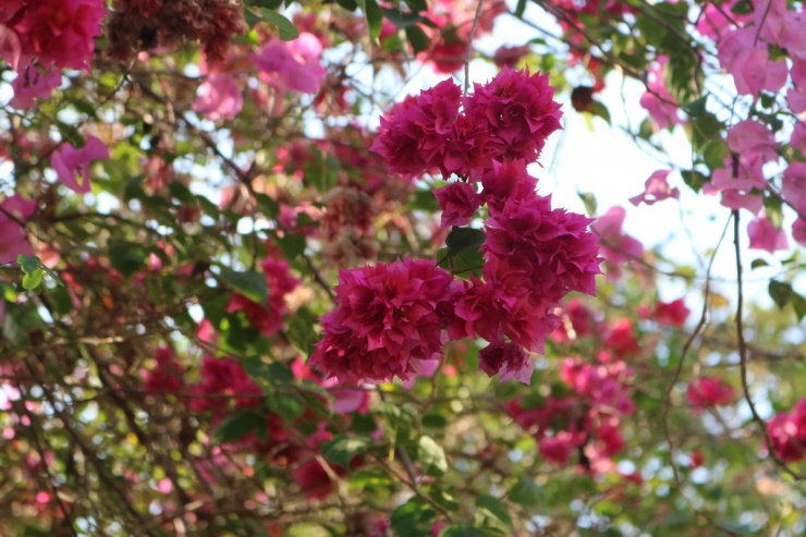 Tại cung đường này, hoa giấy hồng được trồng phổ biến nhất. Những cánh hoa với màu sắc sặc sỡ được kết lại thành từng chùm, chính sự liên kết ấy đã làm tăng thêm tính nổi bật của hoa giấy, làm xiêu lòng bao thế hệ sinh viên tại khu vực được mệnh danh là làng Đại học.