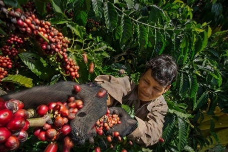 Doanh nghiệp xuất khẩu chịu lỗ khi giá cà phê tăng vọt