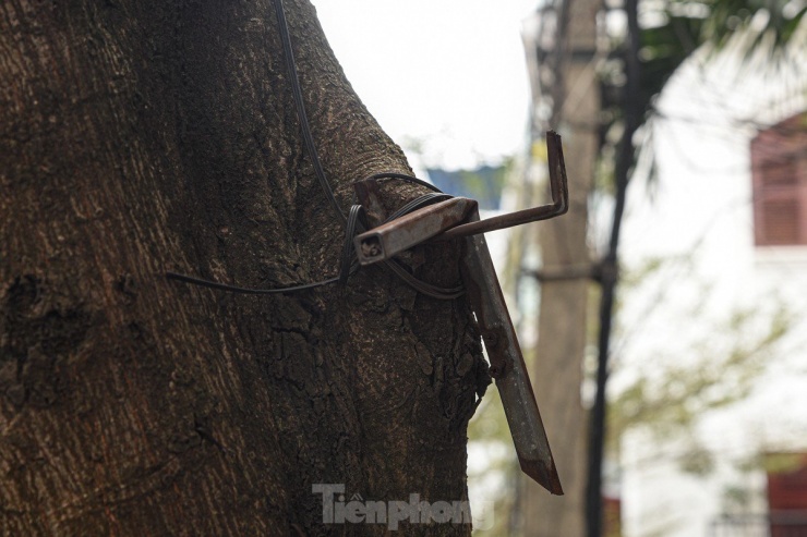 Hàng loạt cây xanh ở Hà Nội bị đóng đinh giăng đèn, treo bảng hiệu - 7