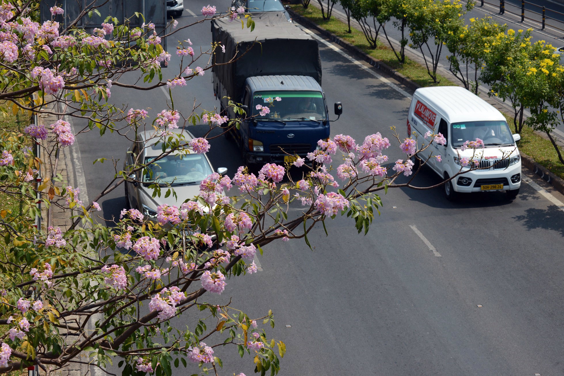 Kèn hồng thường nở rộ vào khoảng tháng 4, khi tiết trời dần chuyển sang hè. Năm nay, hoa nở sớm, từ tháng 2 trên nhiều tuyến đường đã thấy hoa kèn hồng khoe sắc.
