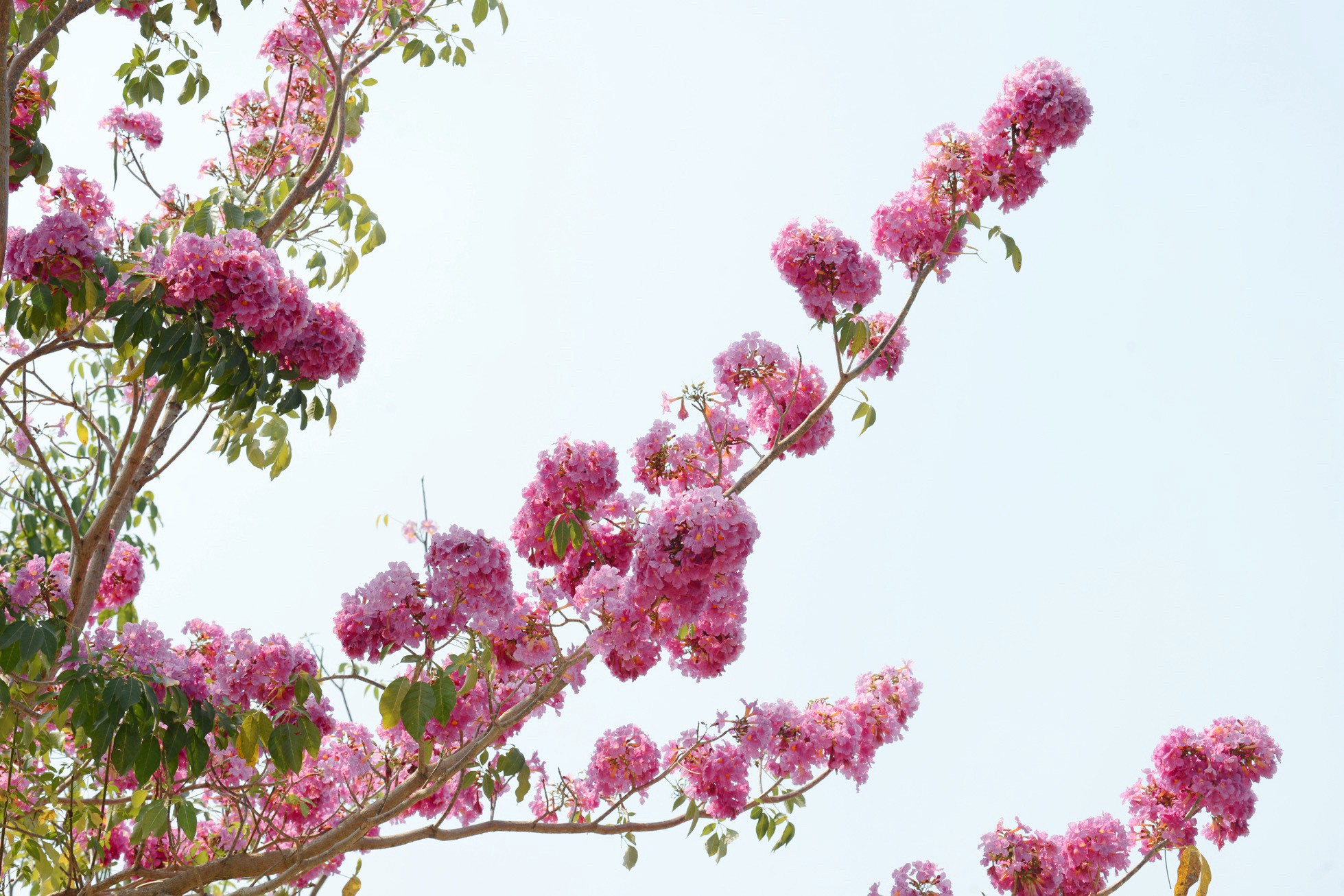 Hoa kèn hồng (còn gọi là hồng phấn, chuông hồng) có màu hồng phấn tựa như hoa anh đào. Hoa có nguồn gốc châu Mỹ, mọc thành từng chùm từ 10 đến 20 bông trên đầu cành.