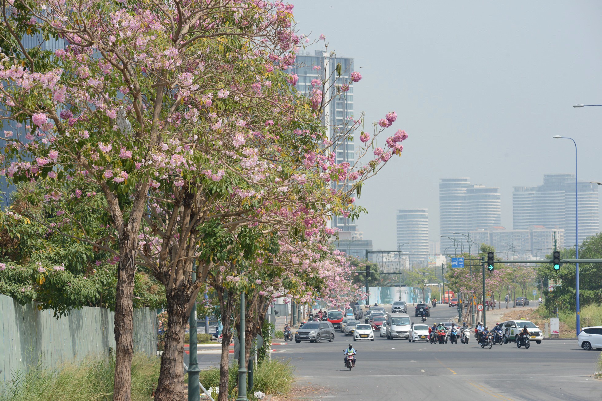 Nhiều người lưu thông trên đường không khỏi xốn xang khi thấy hoa kèn hồng khoe sắc trong nắng.
