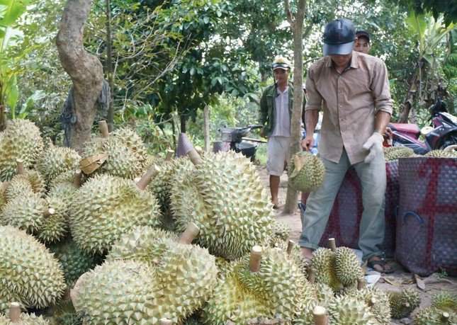 Sầu riêng bị phát hiện tồn dư chất cadimi là hồi chuông cảnh báo việc kiểm soát chất lượng sản phẩm.