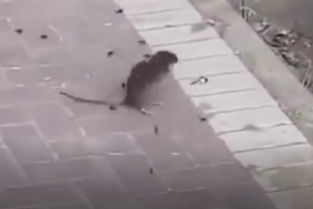 Video: Nổi da gà cảnh tượng con chuột bị đàn ong truy đuổi