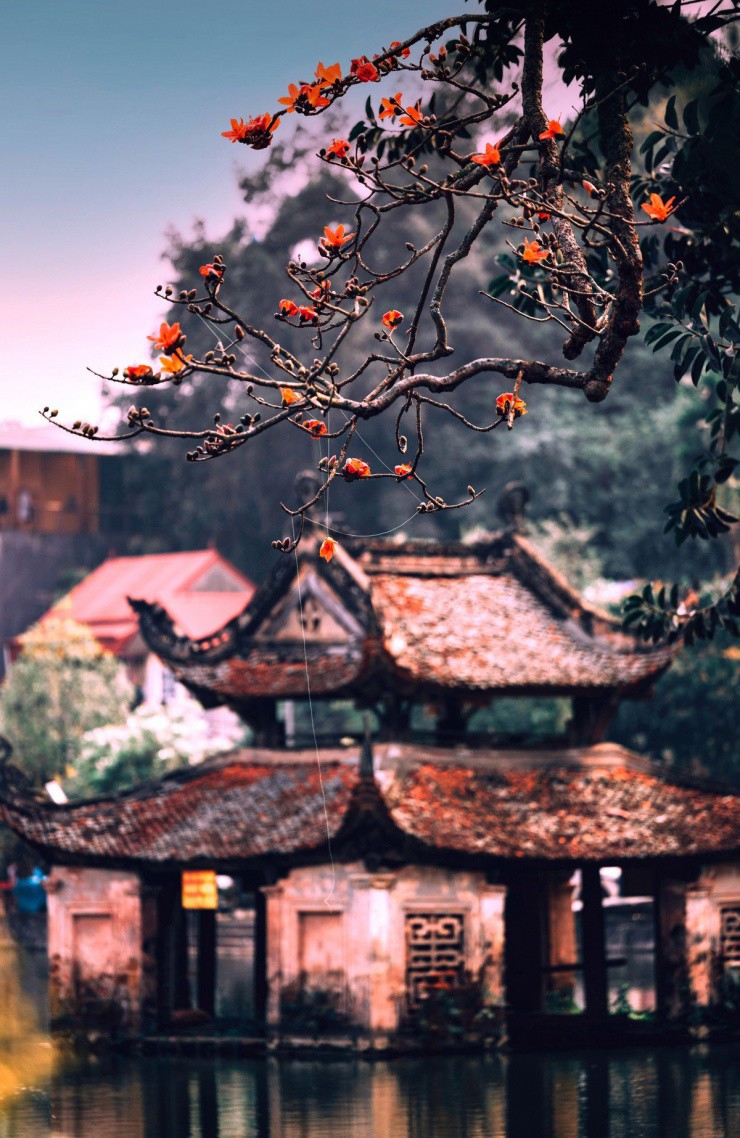 Ngắm hoa gạo nở đỏ rực bên ngôi chùa ngàn năm tuổi ở Hà Nội