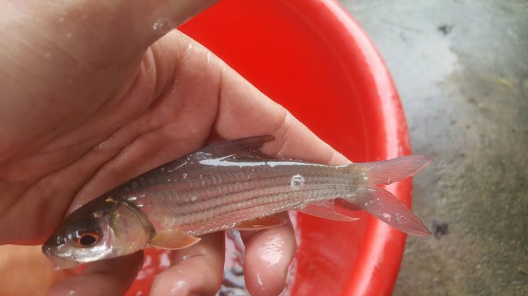 Người ta ví thịt cá trà sóc tựa thịt bò Kobe do trong thịt cá giữa những lớp thịt có lẫn những 'dây' mỡ trắng ngần
