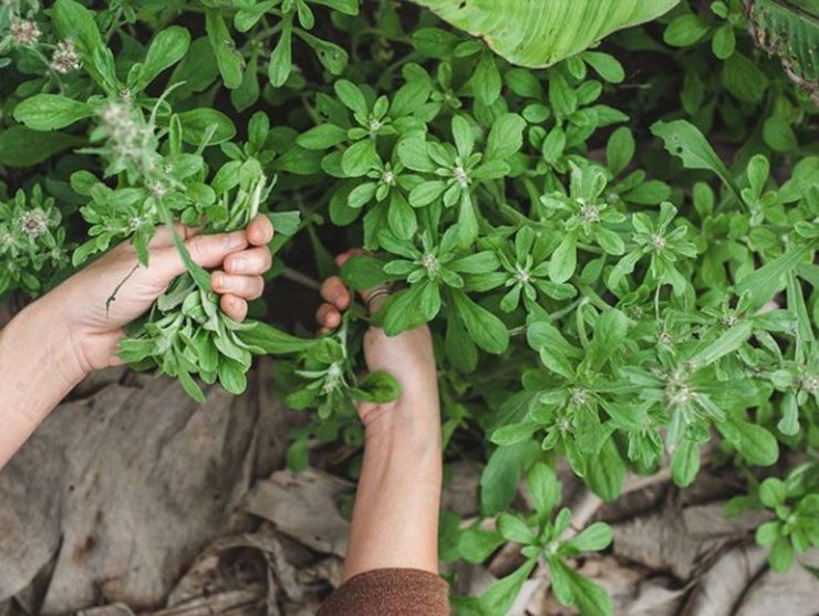 Mùa rau khúc chỉ kéo dài trong mùa xuân, đến tháng 3 âm lịch là rau trổ bông rồi tàn. Vì thế để làm bánh khúc quanh năm, mọi người mua lá khúc về cấp đông dùng dần
