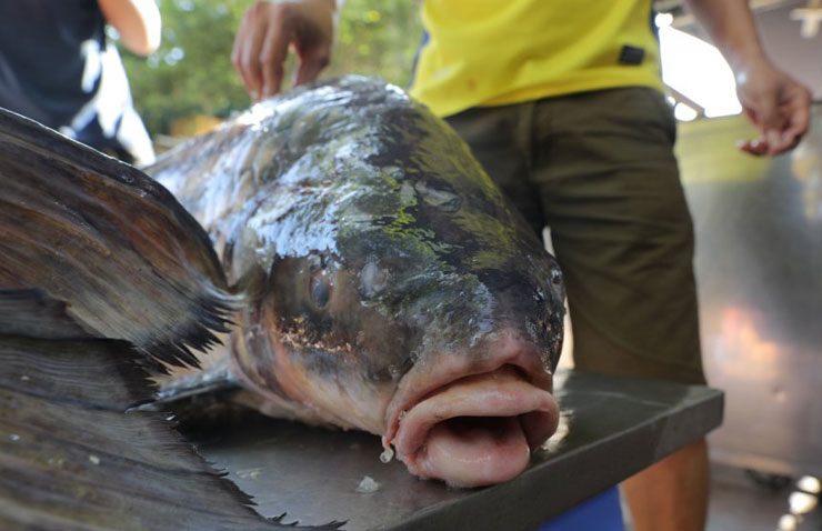 Năm 2015, ngư dân miền Tây đã bắt được con cá trà sóc "khủng", nặng 60kg, dài 1,3m, sau đó con cá này được bán cho một hệ thống nhà hàng tại quận 4 và quận 7.
