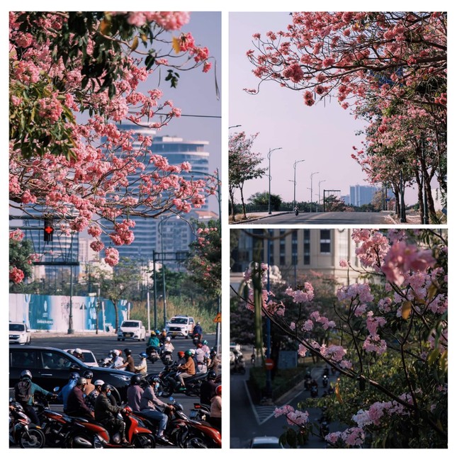 Vẻ đẹp dịu dàng của kèn hồng khiến các netizen phải mê mẩn. (Ảnh: Nguyễn May)