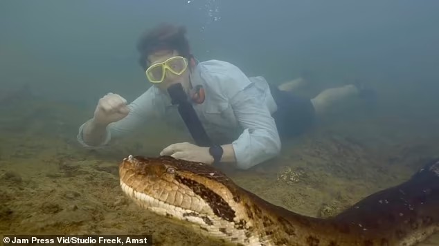 Nhà khoa học bơi cùng trăn anaconda khổng lồ (ảnh: Daily Mail)
