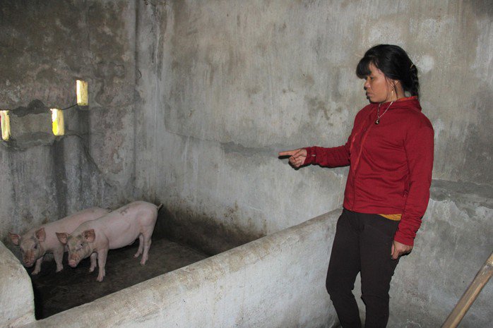Bà Mai Thị An (trú thôn Đông Tân An, xã Hải An) chỉ còn 2 con lợn giống sống sót trong số 6 con được cấp