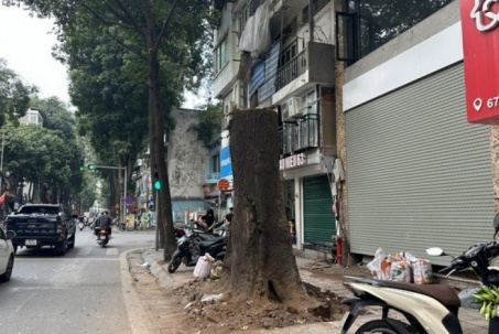 Hà Nội: Công an vào cuộc điều tra vụ cây sao đen trăm tuổi trên phố chết khô