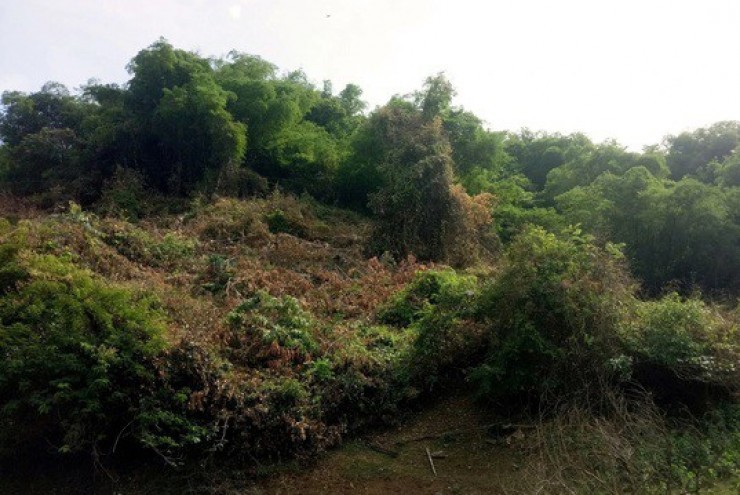 Khởi tố cựu bí thư huyện giả chữ ký, thâu tóm 138,4 ha đất rừng