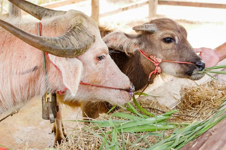 Người đàn ông mua chú trâu cho hay, từng chi hàng triệu baht để mua các con trâu đẹp đưa về nuôi. Tuy nhiên, Ko Muang Phet là chú trâu có giá đắt nhất từ trước đến nay của trang trại.
