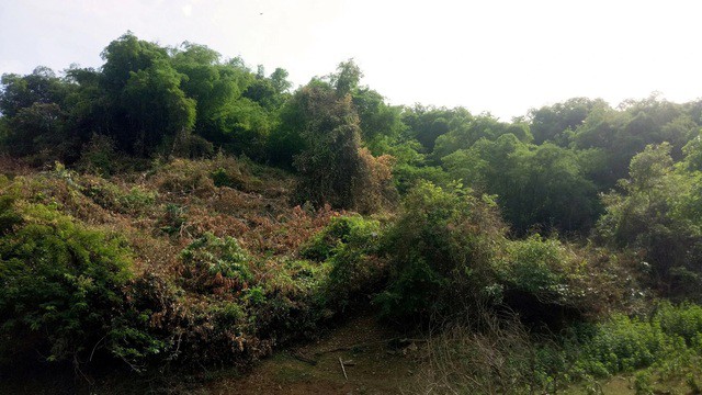 Một phần khu đất rừng nhà nước đã cấp trái quy định cho gia đình ông Nguyễn Đình Kim