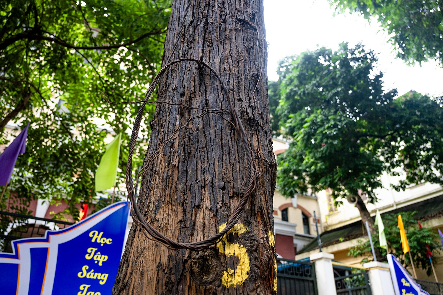 Sao đen là một trong những loại cây có gỗ quý, nằm trong nhóm III thuộc danh sách gỗ quý của Việt Nam. Thế nhưng hiện tại hàng cây sao đen trên con phố Lò Đúc này đang bị "bức tử" mỗi ngày.