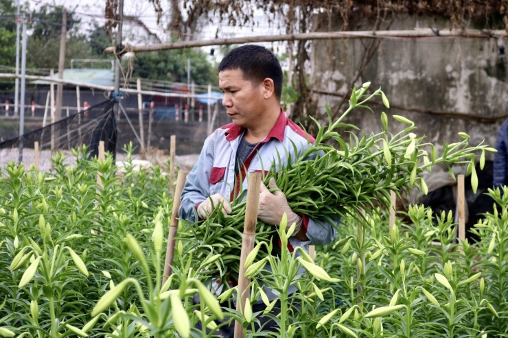 Anh Phan Văn Cương (Hạ Mỗ, Đan Phượng) cho biết: "Hoa loa kèn là một loài hoa không khó để chăm sóc nhưng lâu cho thu hoạch hơn những loại hoa khác. Hơn thế nữa giống cũng thuộc vào dạng đắt trong các loại hoa. Tính riêng mua củ giống cho 1 sào đã tốn hơn 20 triệu đồng rồi chưa kể các chi phí khác".