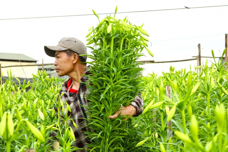 Người dân trồng hoa cho biết, loa kèn thường được trồng chủ yếu vào tháng 8, tháng 9 nhưng phải chờ đến tháng 3 – 4 năm sau mới được thu hoạch.