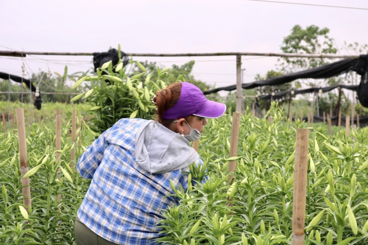 Chị Hà cho biết giá hoa hiện cao hơn cùng kỳ năm trước. Đầu mùa năm trước giá hoa loa kèn chỉ khoảng 60.000 - 70.000 đồng/bó (100 bông).