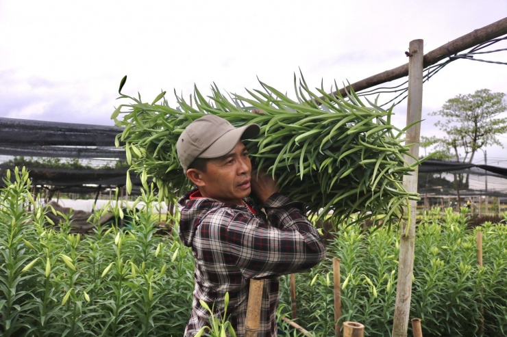 Theo những người trồng hoa, không như các loại hoa khác có thể thu hoạch quanh năm, hoa loa kèn mỗi năm chỉ có một vụ nên người chơi hoa phải rất tranh thủ. Hoa sau khi hái về sẽ chơi được khoảng 2 tuần.