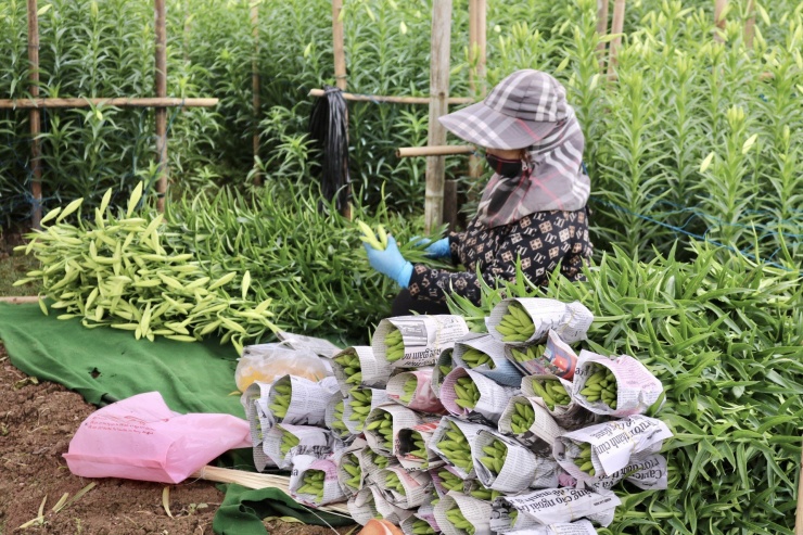 Bà Vũ Thị Nhàn (Tây Tựu) cho biết: "Nhà tôi năm nay trồng được 1 sào hoa loa kèn. Năm nay thời tiết không thuận lợi nên người trồng hoa rất vất vả. Từ hoa hồng, hoa cúc đến hoa loa kèn đều không được mùa. Cây thường bị thối thân rồi chết nên năng suất không cao."